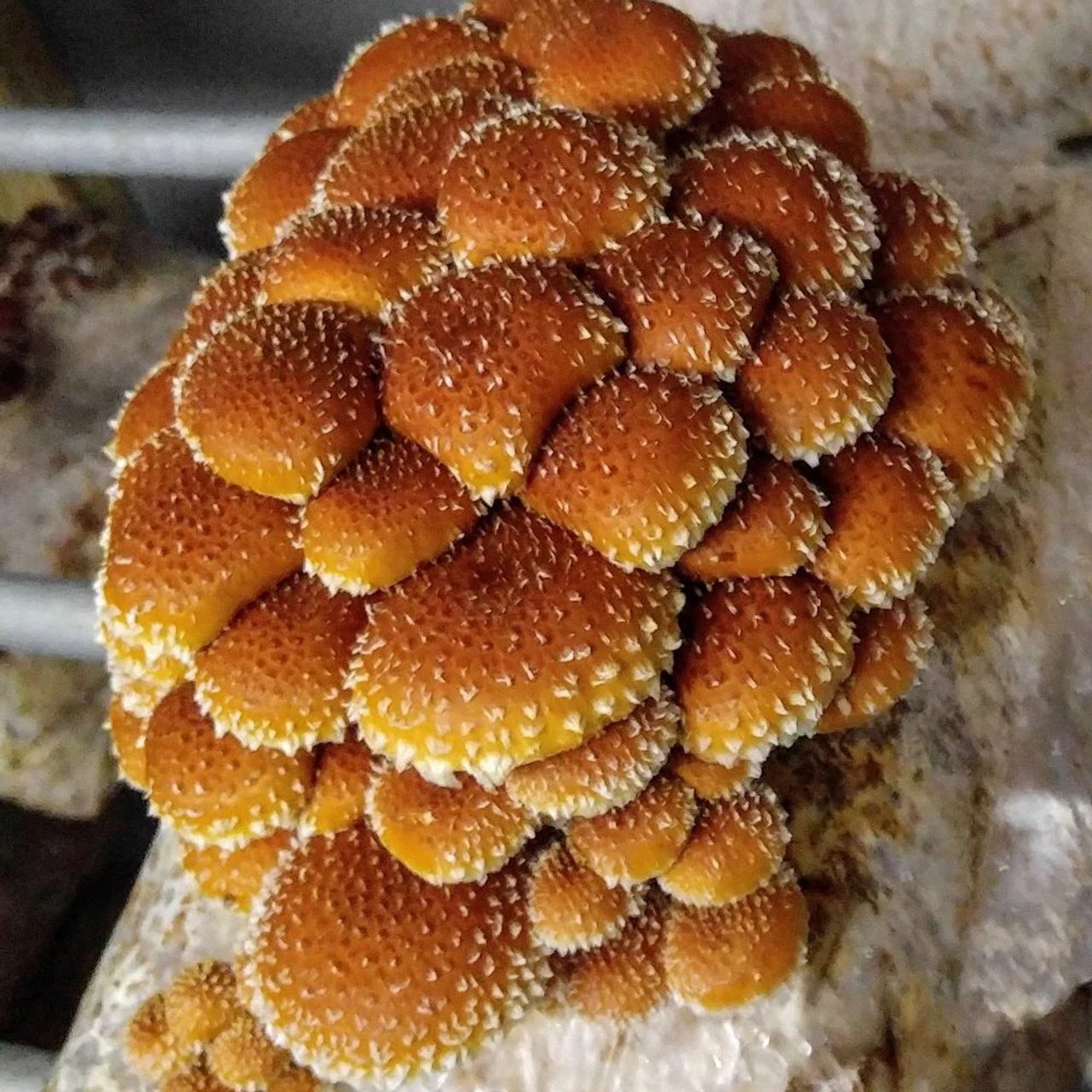 Castanho - foto 2