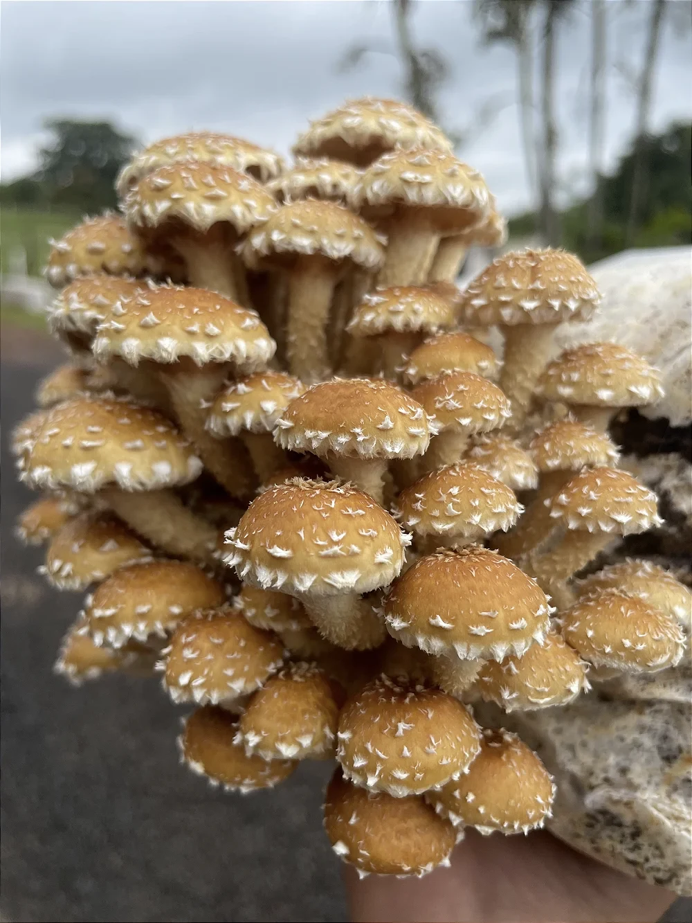 Castanho - foto 3