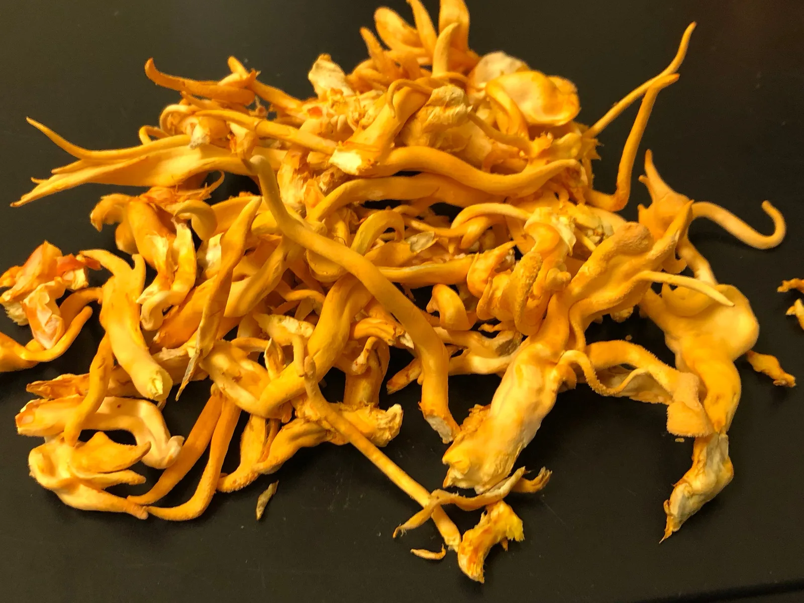 Cordyceps Militaris - foto 3