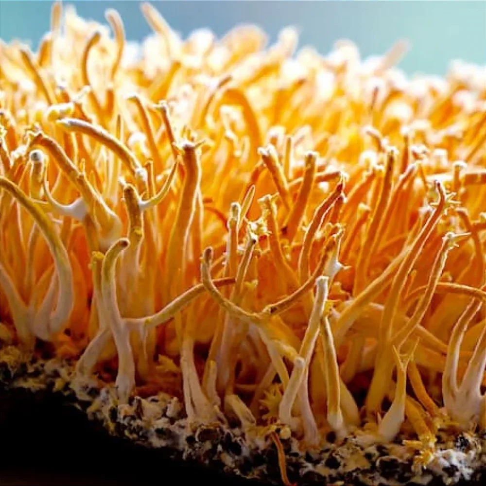 Cordyceps Militaris - foto 4