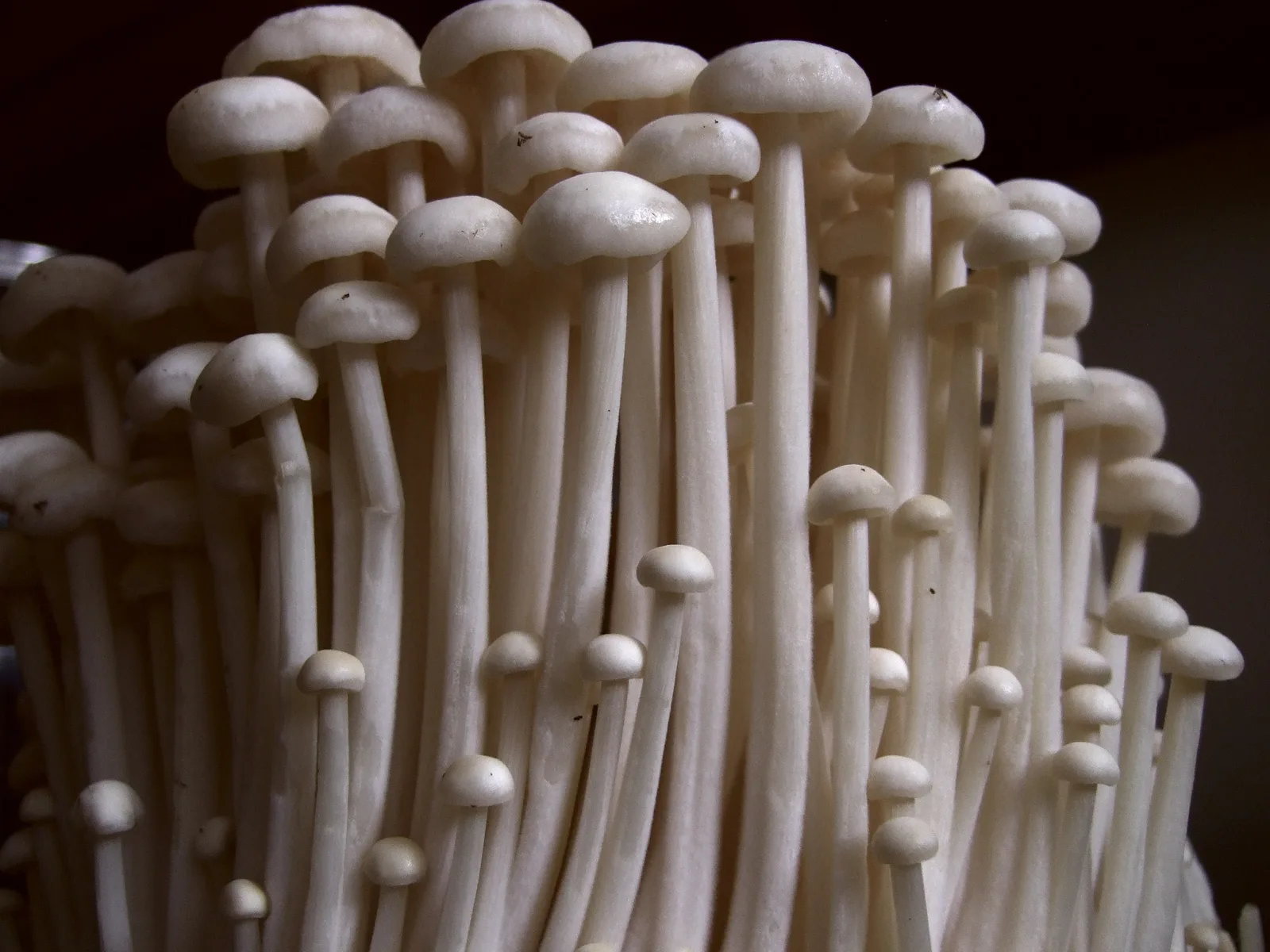 Enoki - foto 4