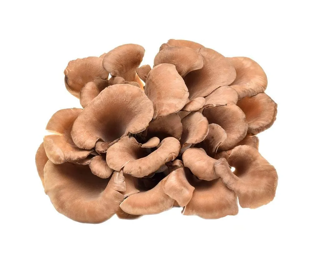 Maitake - foto 2