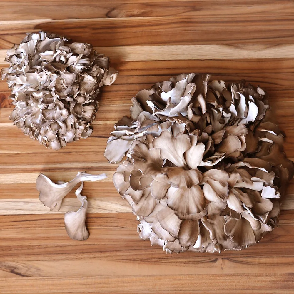 Maitake - foto 4