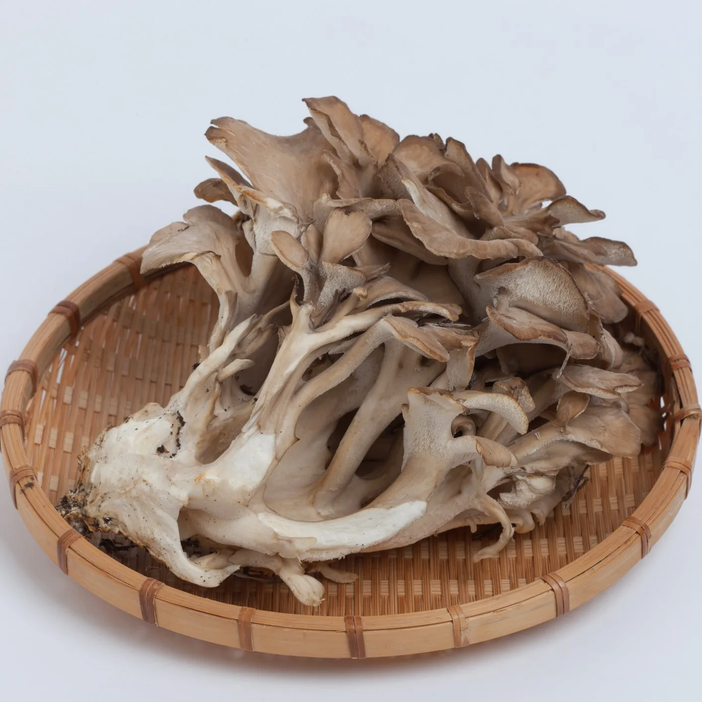 Maitake - foto 5