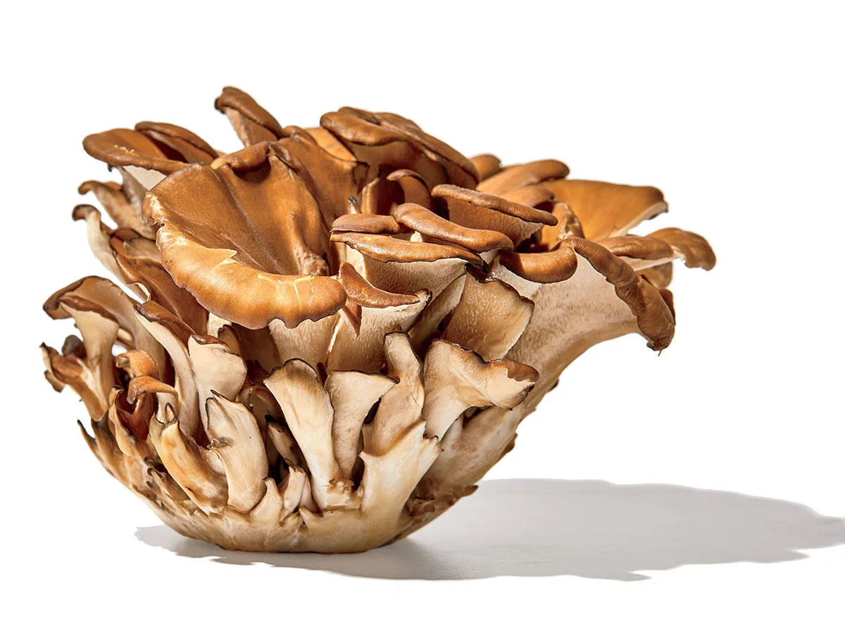 Maitake
