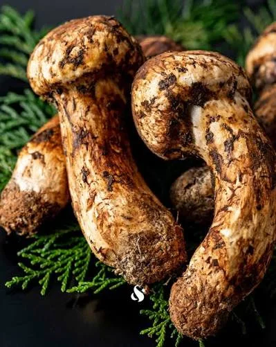 Matsutake Fresco - foto 2