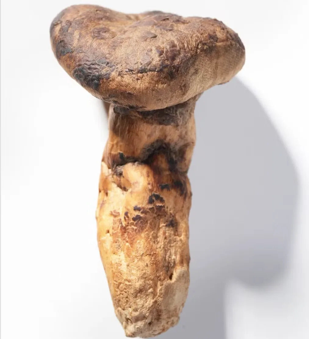 Matsutake Fresco - foto 3