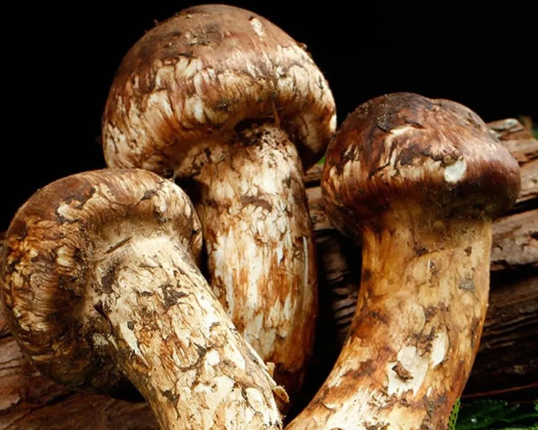 Matsutake Fresco - foto 4