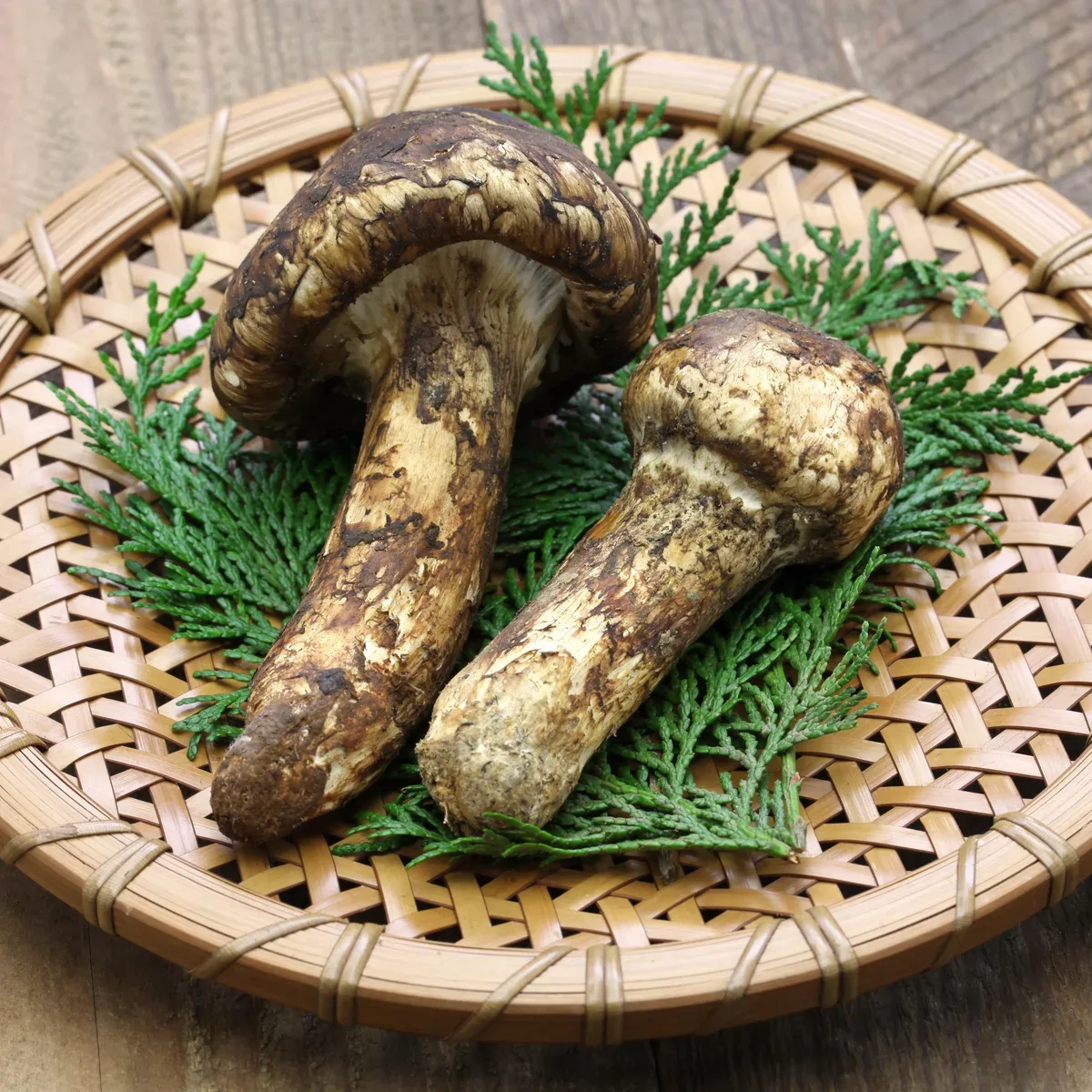 Matsutake Fresco - foto 5