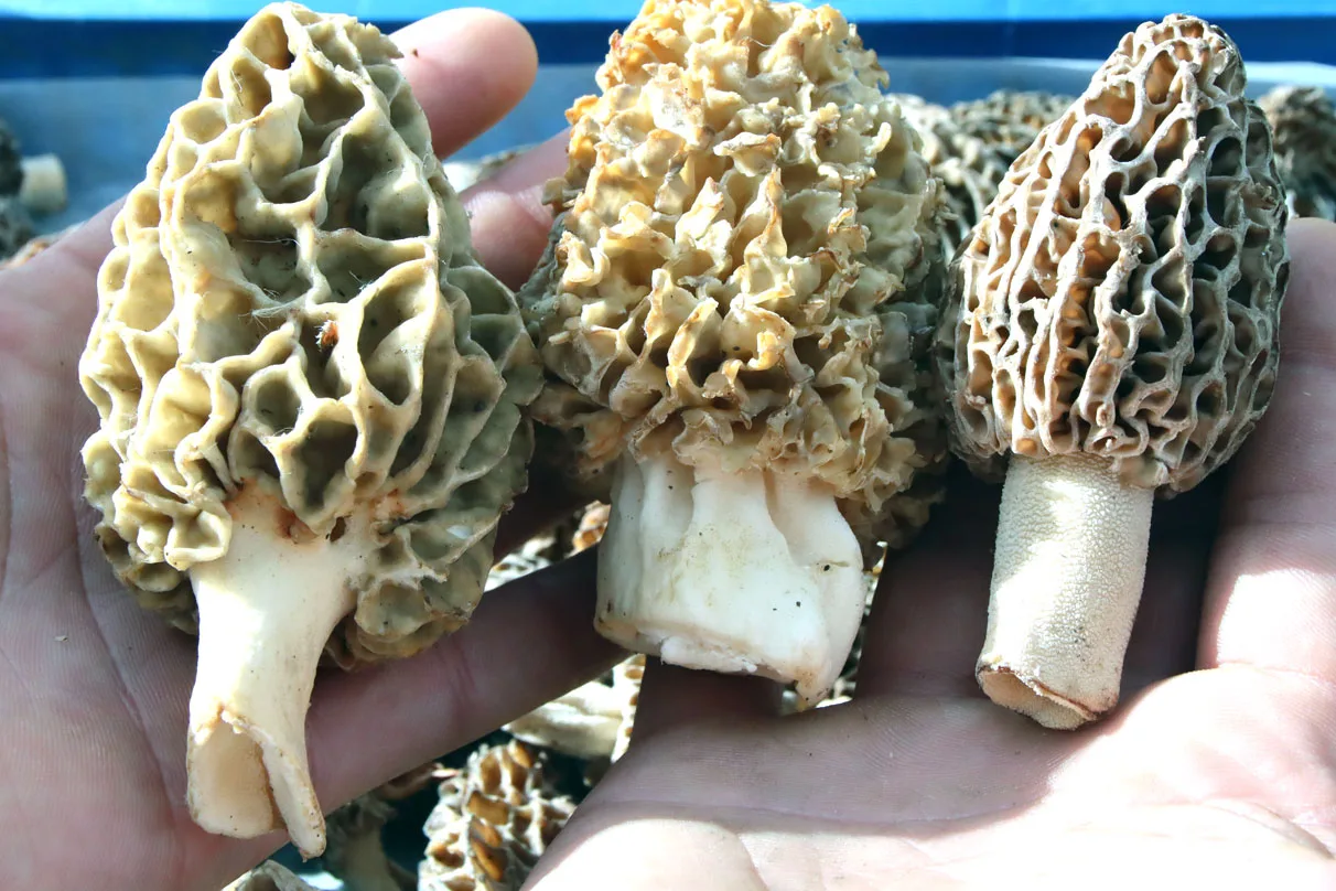 Morchella - foto 2