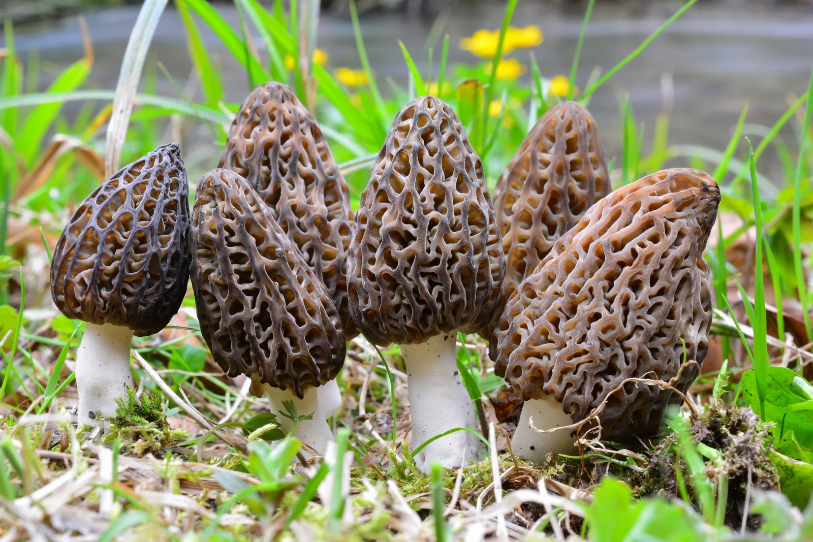 Morchella - foto 4