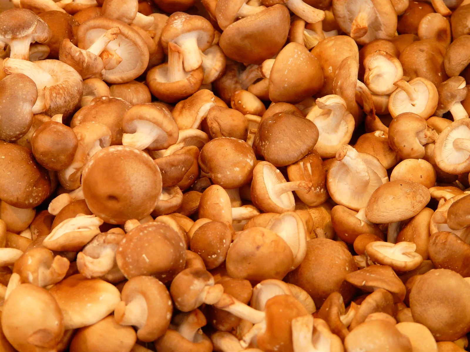 Nameko - foto 4