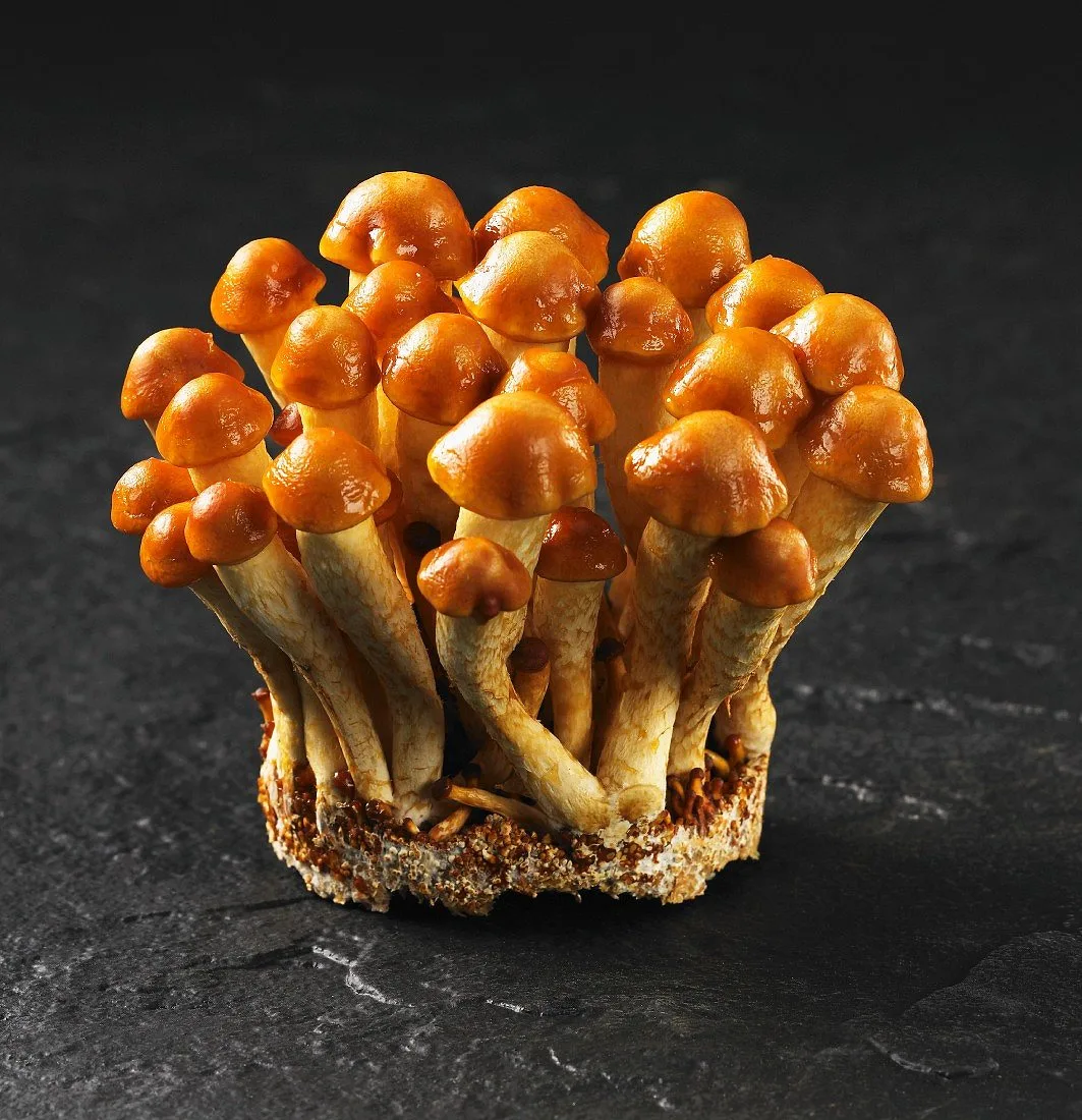 Nameko - foto 5