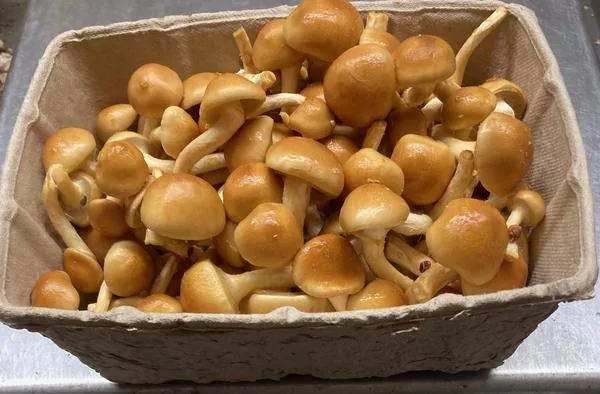 Nameko