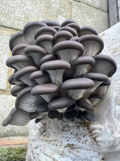 Ostra - foto 3