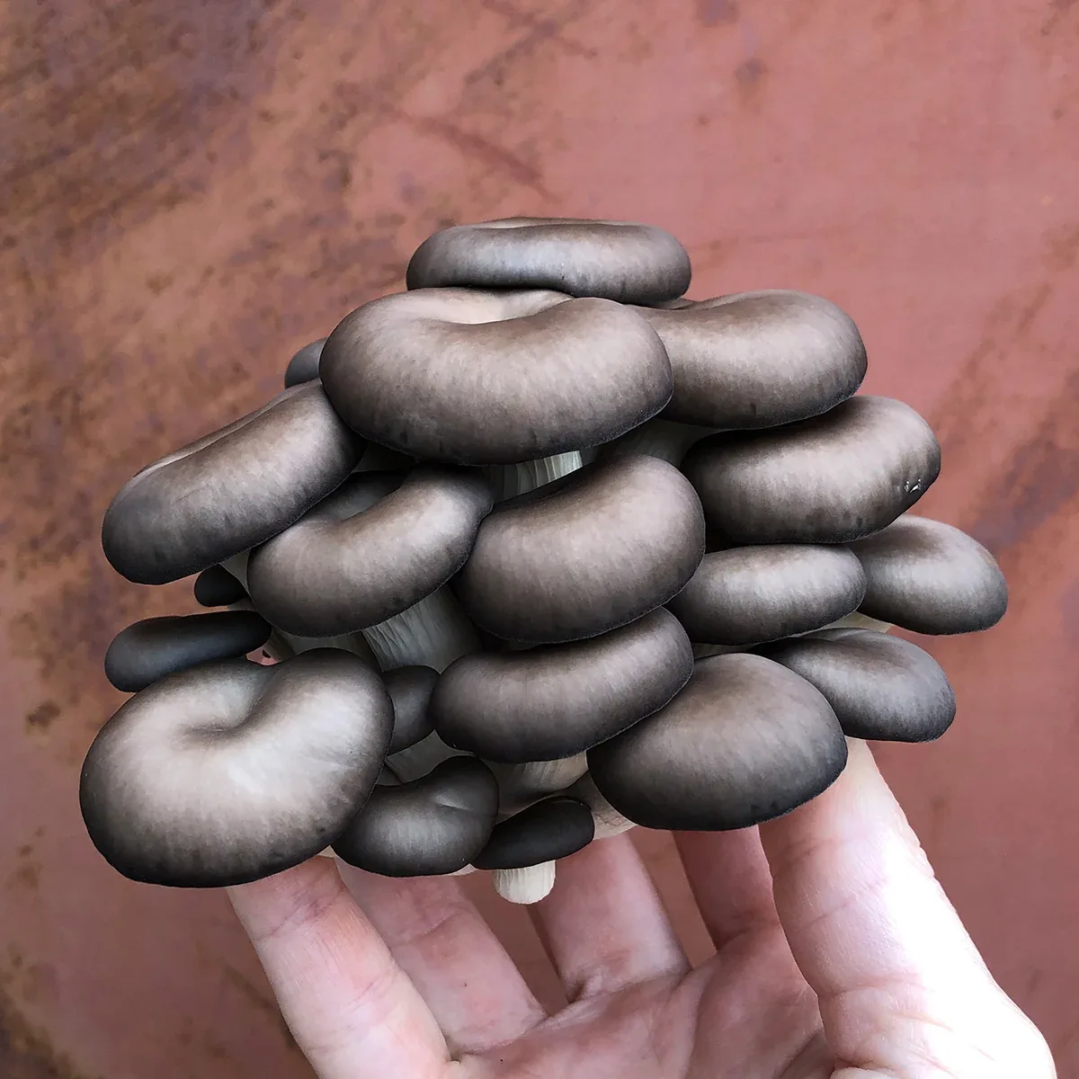 Ostra