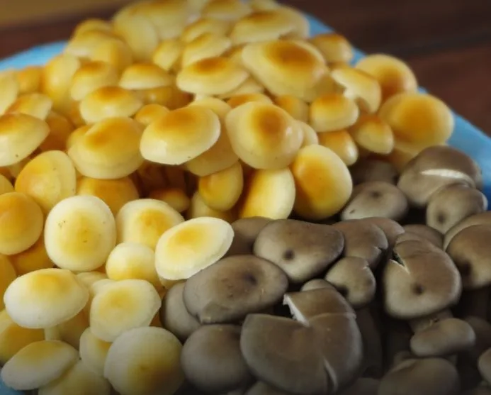 Pleurotus Golden - foto 2