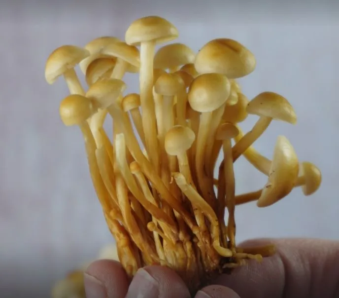 Pleurotus Golden - foto 3