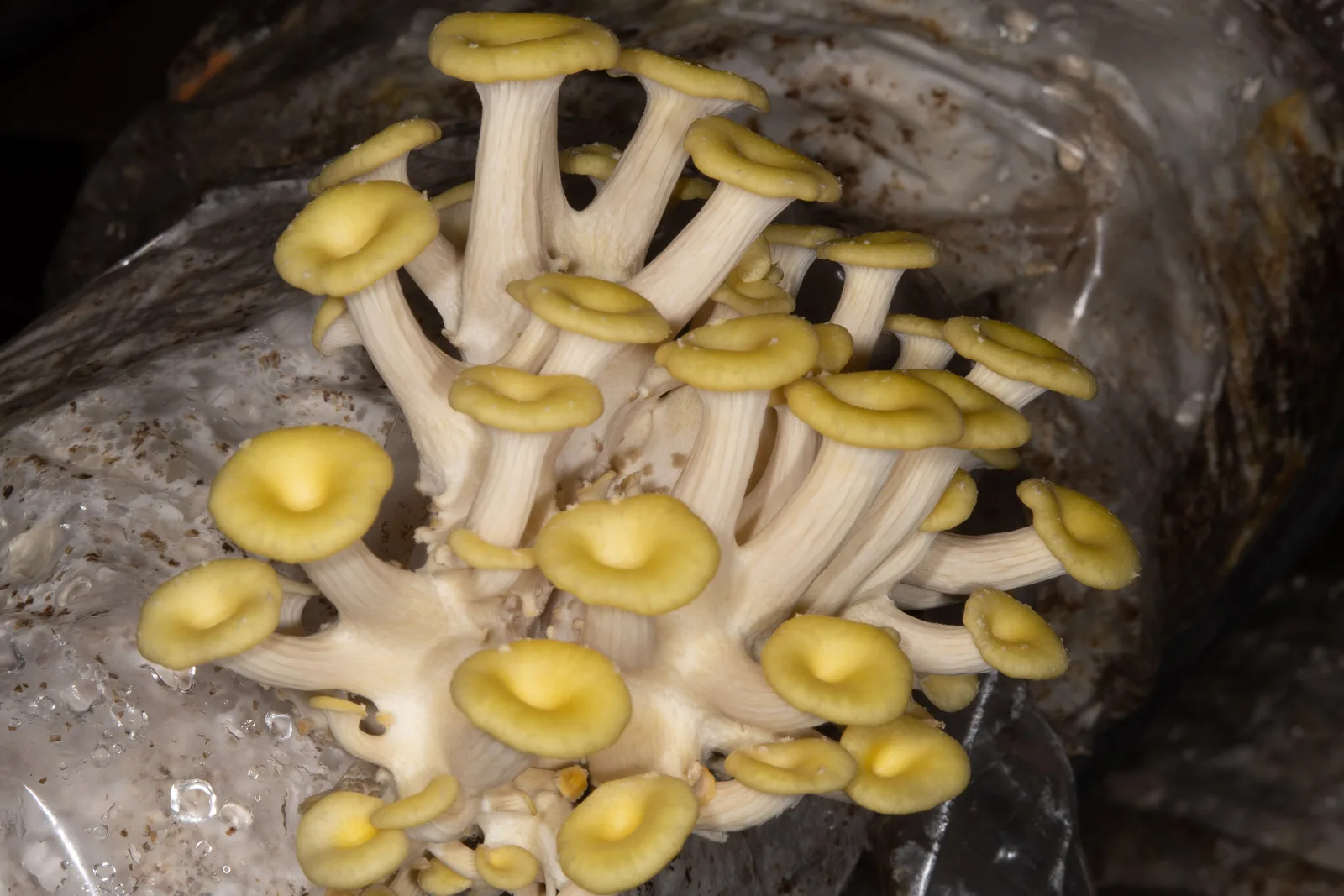 Pleurotus Golden - foto 4