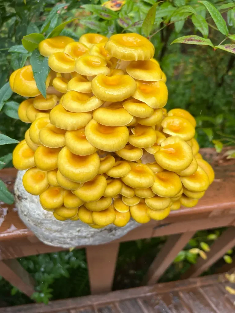 Pleurotus Golden - foto 5