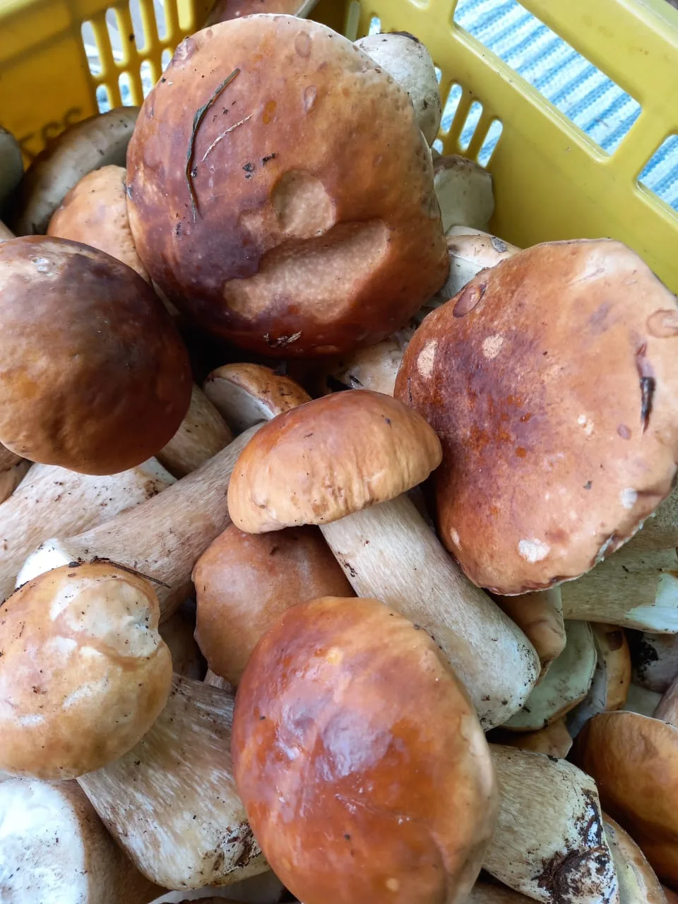 Porcini - foto 4