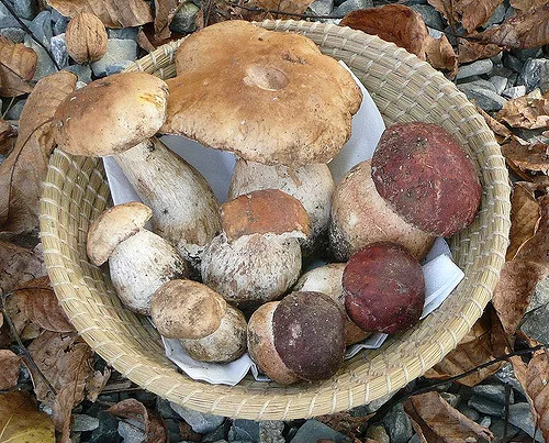 Porcini - foto 5