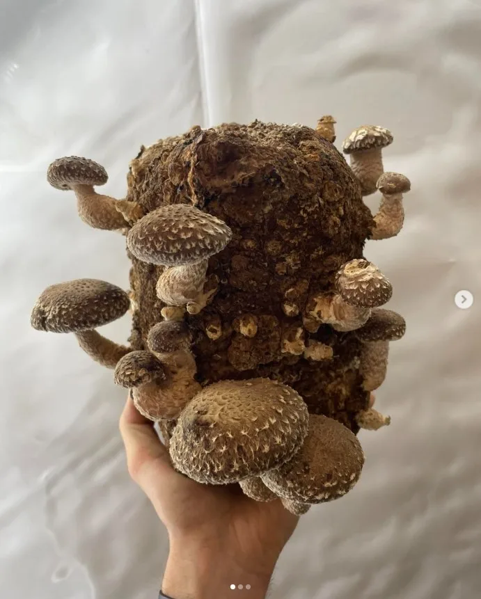 Shiitake - foto 2