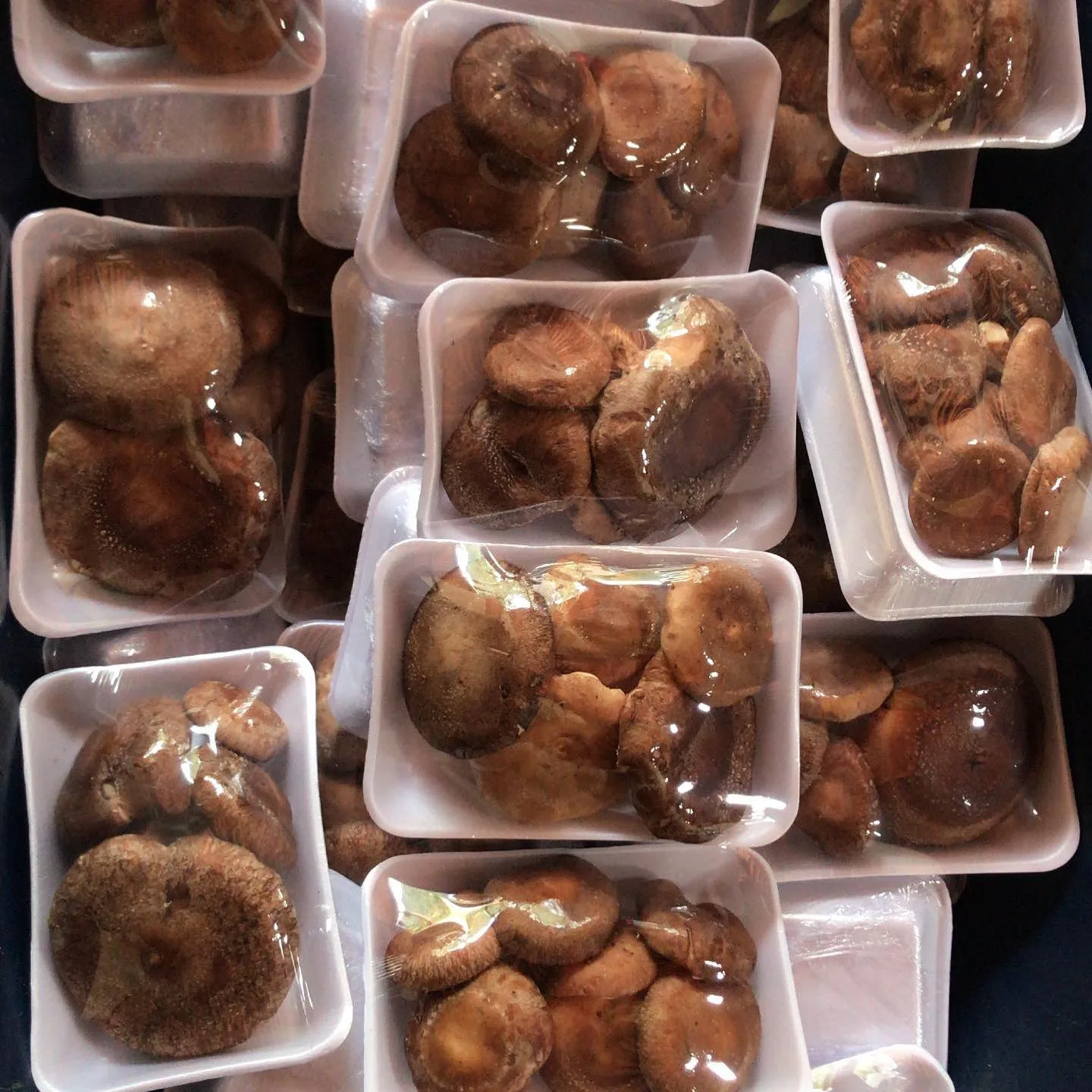 Shiitake - foto 3