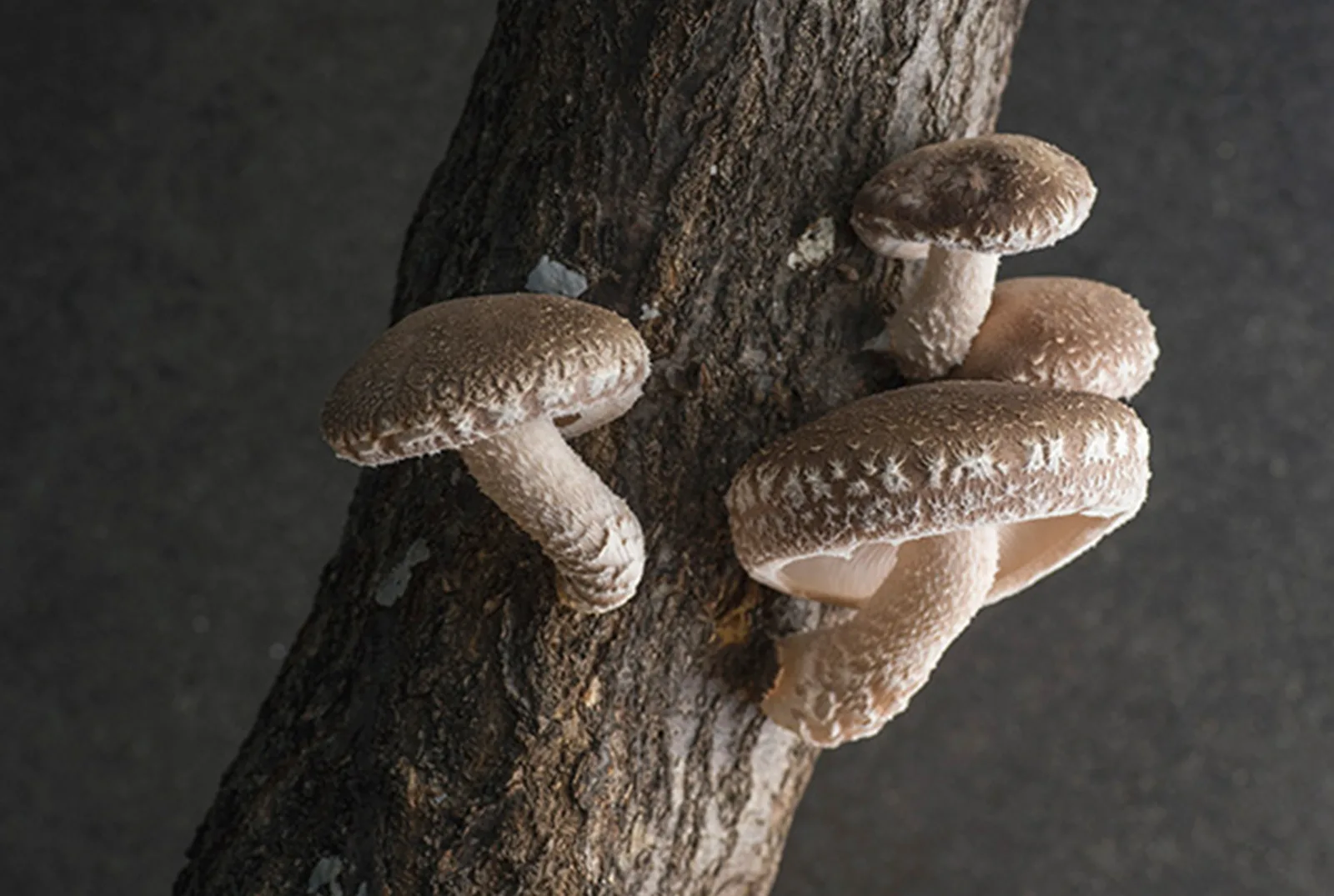 Shiitake - foto 5