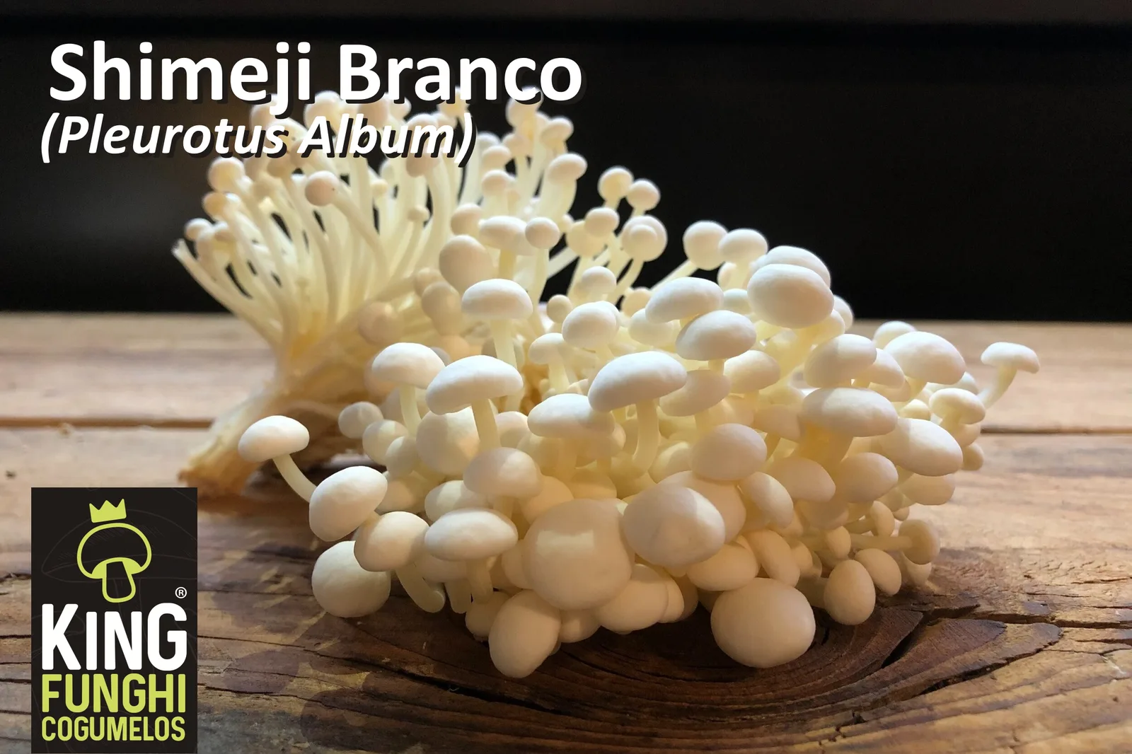 Shimeji Branco - foto 2