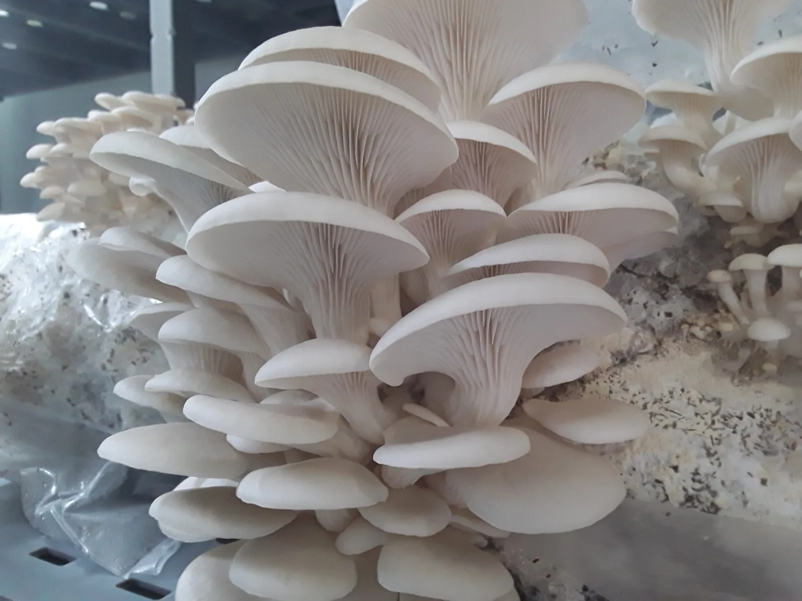 Shimeji Branco - foto 4