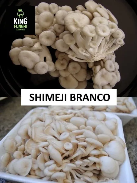 Shimeji Branco - foto 5