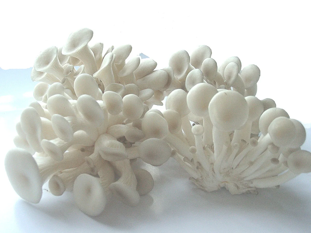 Shimeji Branco - foto 6