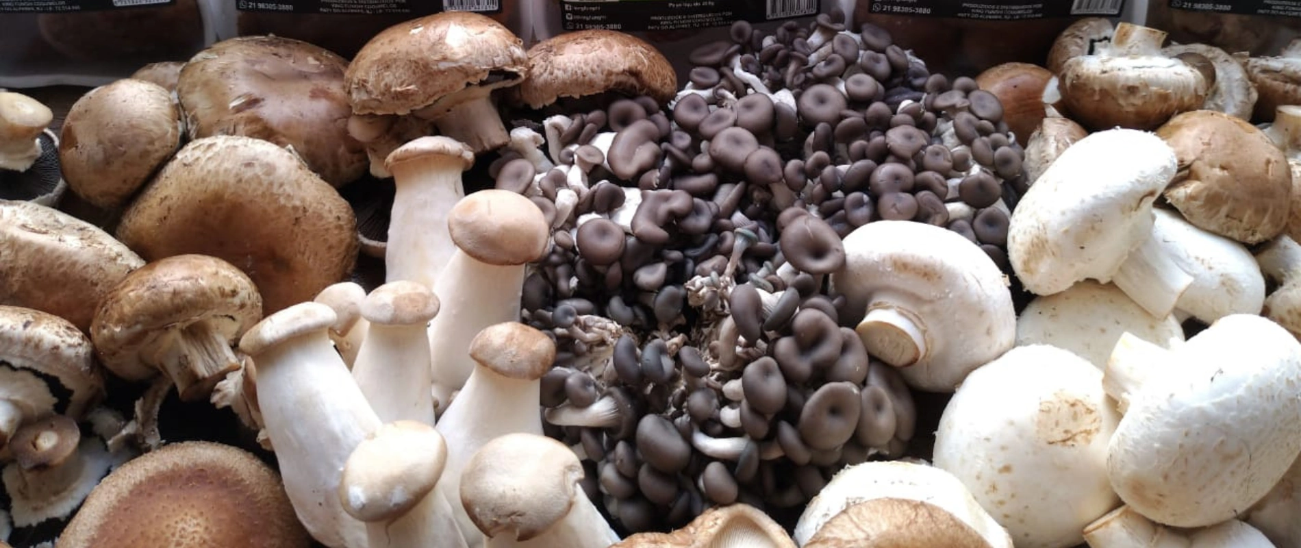 Cogumelos frescos King Funghi