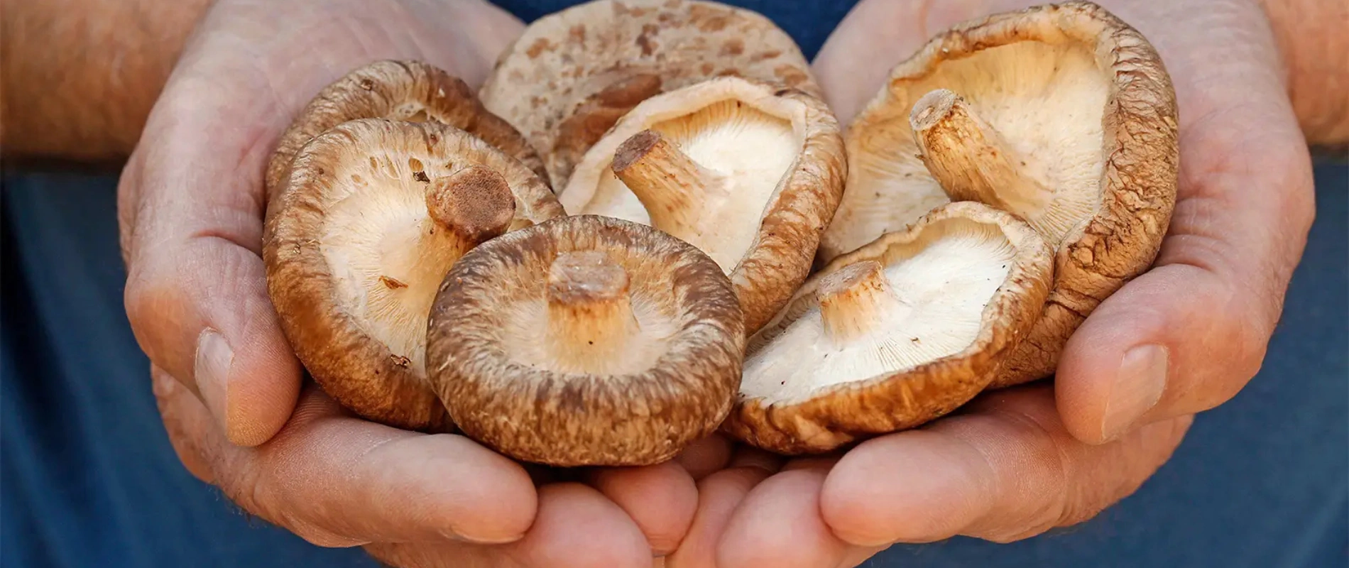 Cogumelos frescos King Funghi
